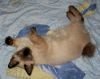 Продается котик породы меконгский бобтейл