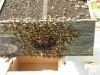 Пчелопакеты карпатской породы