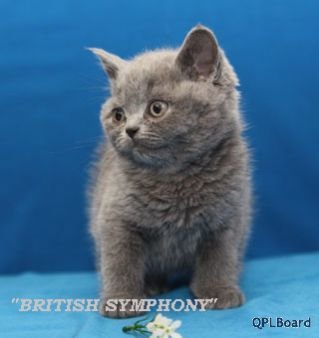 Объявление Британские котята. Окрас: голубой, шоколадный биколор с геном циннамон.