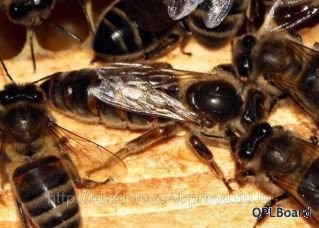 Объявление Пчелопакеты, матки карпатской породы пчел 2012 г.