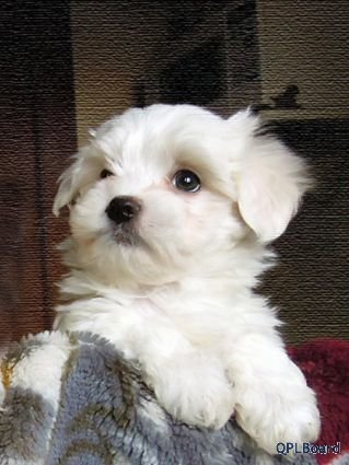 Объявление Мальтезе (болока мальтийская) мини щенок