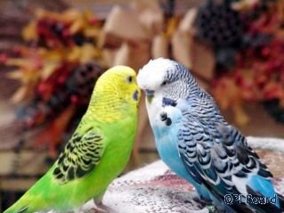 Объявление Волнистые попугаи