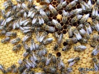 Объявление Пчелопакеты 2012. Продажа пчелопакетов карпатской породы 