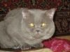 Британский кот приглашает на вязку ПРИВИТЫХ кошечек-невест