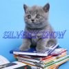 Объявление Голубые британские котята на продажу.