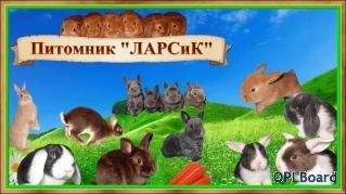 Объявление Питомник ЛАРСиК. Карликовые кролики.