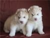 Сибирского хаски великолепные щенки