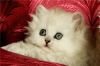 Персиан котёнок серебристой шиншилы