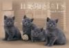 Британские котята голубые и черные 