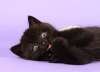 Черные британские котята 