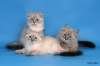 Синеглазые невские маскарадные котята из питомника