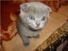Британские и вислоухие голубые котята