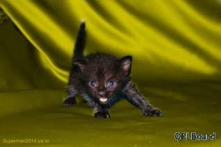 Объявление Чёрные котята в ДАР!!!