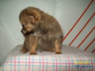 Объявление Продам очаровательного щенка, рожден 15.06.2012г