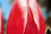 Продам подмосковные тюльпаны к 8 марта