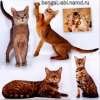 Бенгальские и абиссинские котята, вязки
