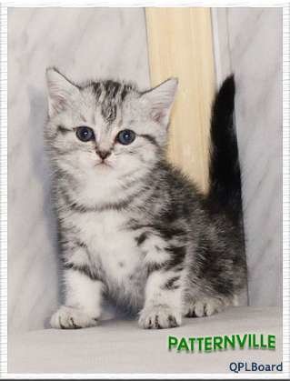 Объявление Британские котята мраморного окраса с зелеными глазами