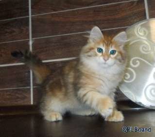 Объявление Сибирские котята редкого золотого окраса