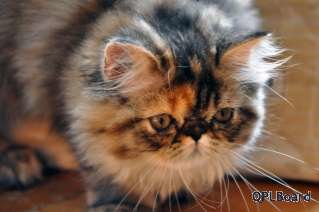 Объявление Замечательные экзотические и персидские котята