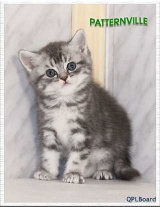 Объявление Британские котята мраморного окраса