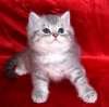 Британские котята черный мрамор на серебре 