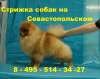 Стрижка собак на Севастопольском, в Москве