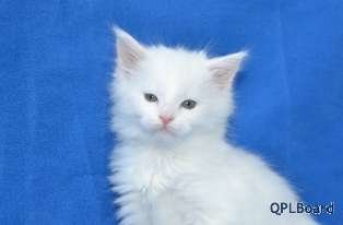 Объявление Белый котенок мейн кун в Москве с родословной