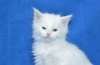 Белый котенок мейн кун в Москве с родословной