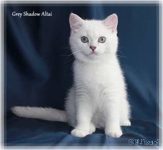 Объявление Британские короткошерстные и длинношерстные котята окраса серебристая шиншилла-пойнт