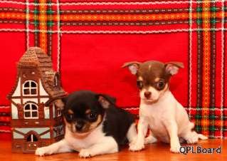 Объявление Продаю очаровательных щенков чихуахуа