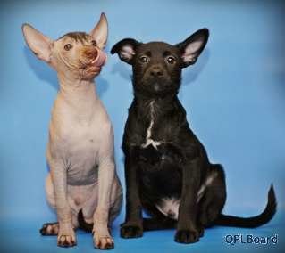 Объявление Ксолоитцкуинтли - мексиканская голая собака, недорого