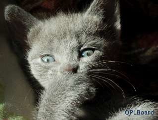 Объявление Русские голубые котята