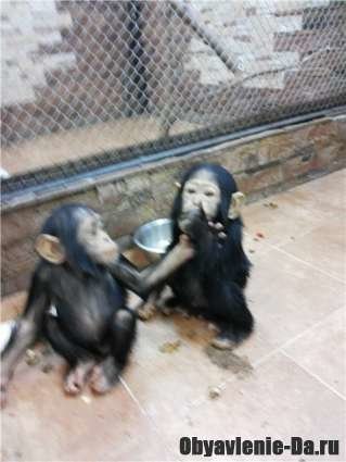 Объявление Карликовый шимпанзе(бонобо).