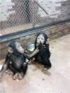 Карликовый шимпанзе(бонобо).