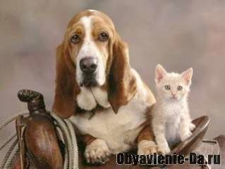 Объявление Отели для животных, собак и кошек у МКАД