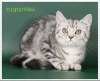 Мраморные британские котята из питомника