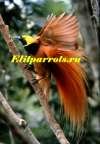 Большая райская птица (Paradisea) из питомников Индонезии,Австралии