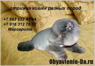 Объявление Стрижка кошек.