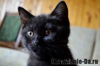 Объявление Шоколадный и черные британские котята-мальчики