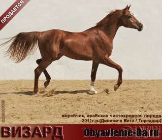 Объявление Лошади на продажу,арабский жеребчик Визард 2011 г.р.