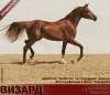 Лошади на продажу,арабский жеребчик Визард 2011 г.р.