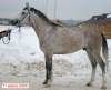Лошади на продажу,арабский жеребец Менег 2005 г.р.