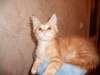 Красно-мраморный котенок мейн-куна