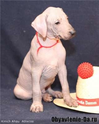 Объявление Продается щенок Мексиканской голой собаки (ксолоитцкуинтли) стандарт