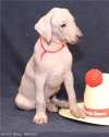 Продается щенок Мексиканской голой собаки (ксолоитцкуинтли) стандарт