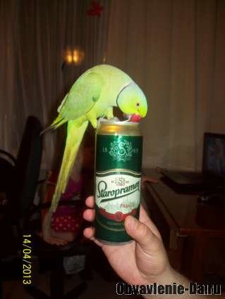 Объявление Продам Ожерелового попугая