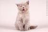 Британские котята из Питомника ILIOS CATS