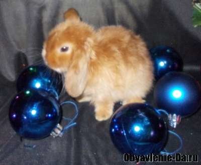 Объявление Продажа карликовых кроликов из питомника декоративных кроликов "Красная жемчужина"