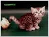 Британские пятнистые и мраморные котята из питомника