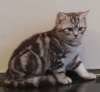 Британские пятнистые и мраморные подрощеные котята из питомника